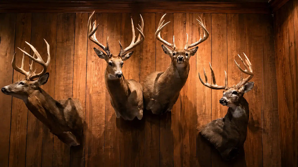 How to Hang a Deer Mount: Studs, Height & Hardware