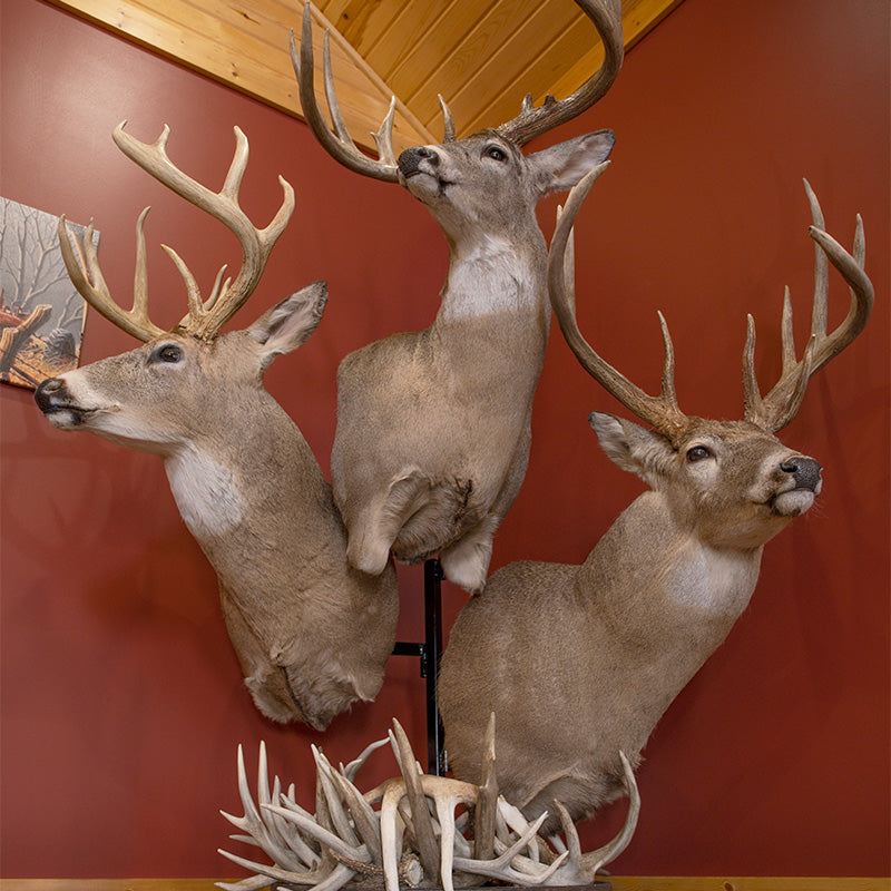 Pedestal on sale deer mount